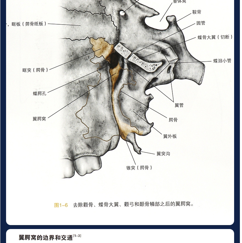 口腔垂体图片